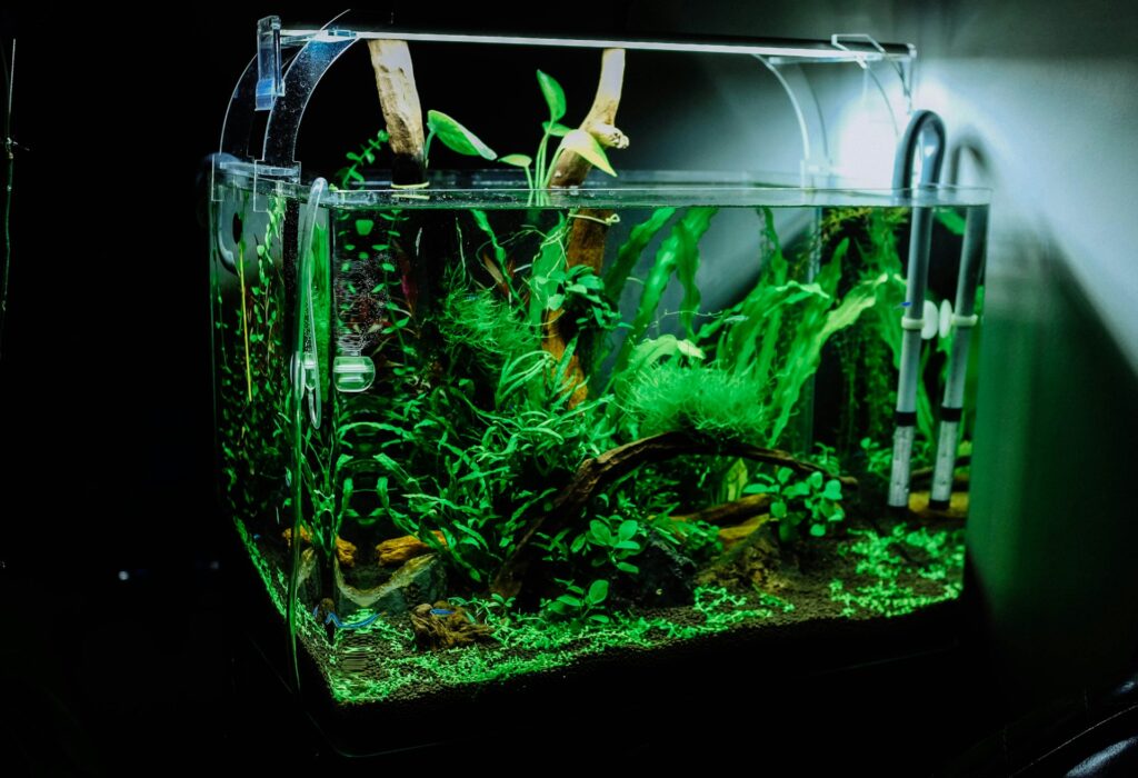 fish