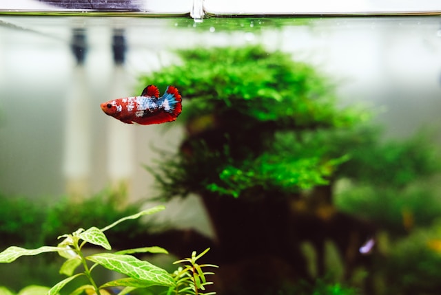 fish